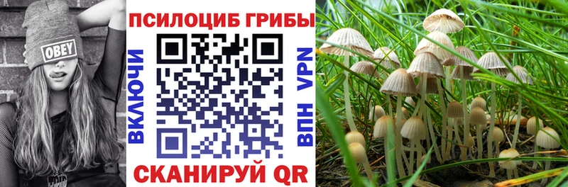 Псилоцибиновые грибы Psilocybine cubensis  Тамбов 